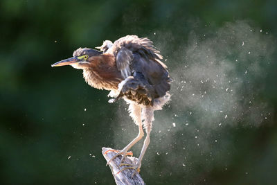 Close-up of green heron