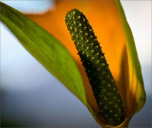 Close-up of green leaf