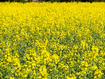 Scenic view of oilseed rape field