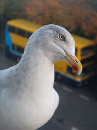 Close-up of seagull