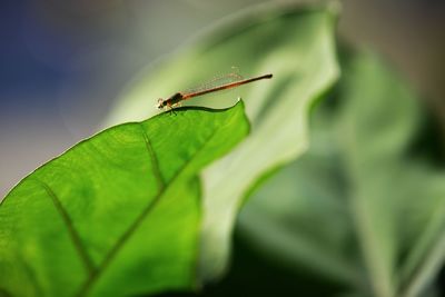 Close-up of insect on leaf