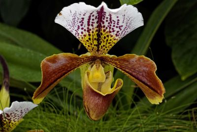 Close-up of flowering plant