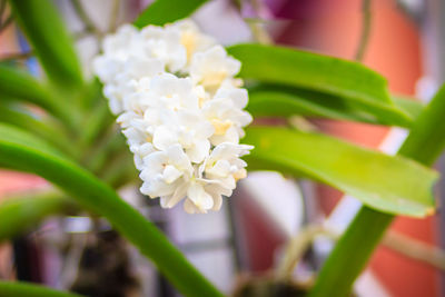 Close-up of white flower