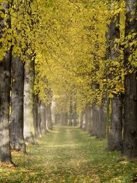 Yellow trees in autumn