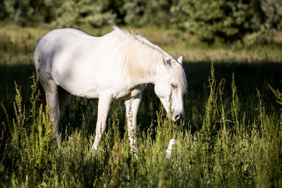 Horse standing in a field