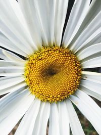 Close-up of white daisy