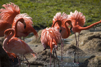 Close-up of flamingos in lake