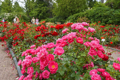 Close-up of pink roses in garden