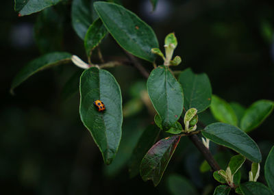 Photo of ladybug on a leave of a tree foliage