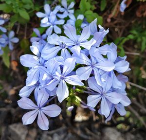 Close-up of white flowering plant