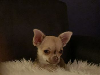 Close-up portrait of a dog over black background