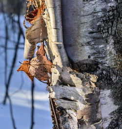 Low angle view of bird on tree trunk