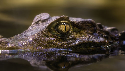 Close-up of crocodile swimming in lake