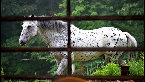 Horse seen through fence