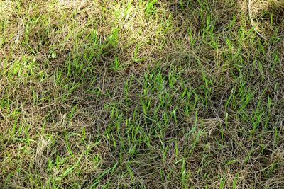 Full frame shot of green grass on field