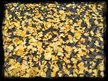 Full frame of yellow flowers