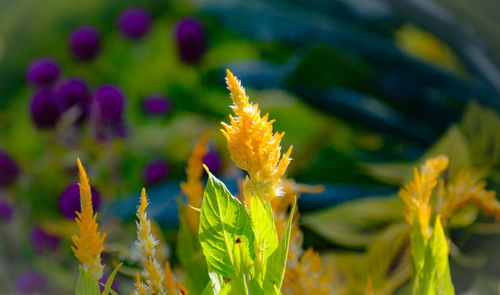 Close-up of yellow flowering plant