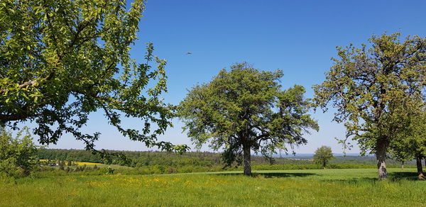 Trees on field against clear sky