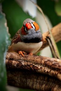 Close-up of parrot perching on tree