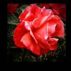 Close-up of red rose