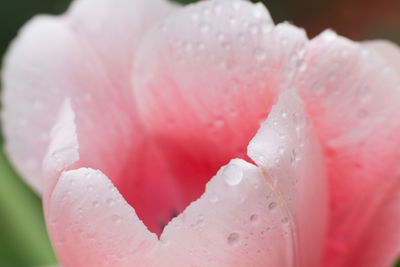 Close-up of wet pink rose blooming outdoors