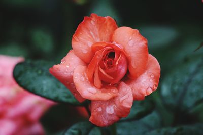 Close-up of wet red rose