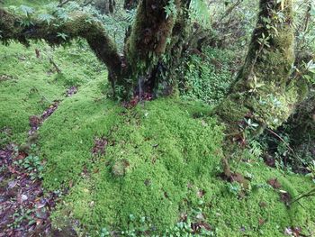 Trees in forest