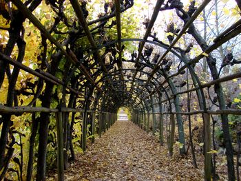 Footpath amidst trees