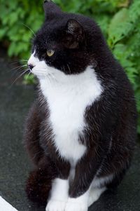 Close-up of a cat looking away