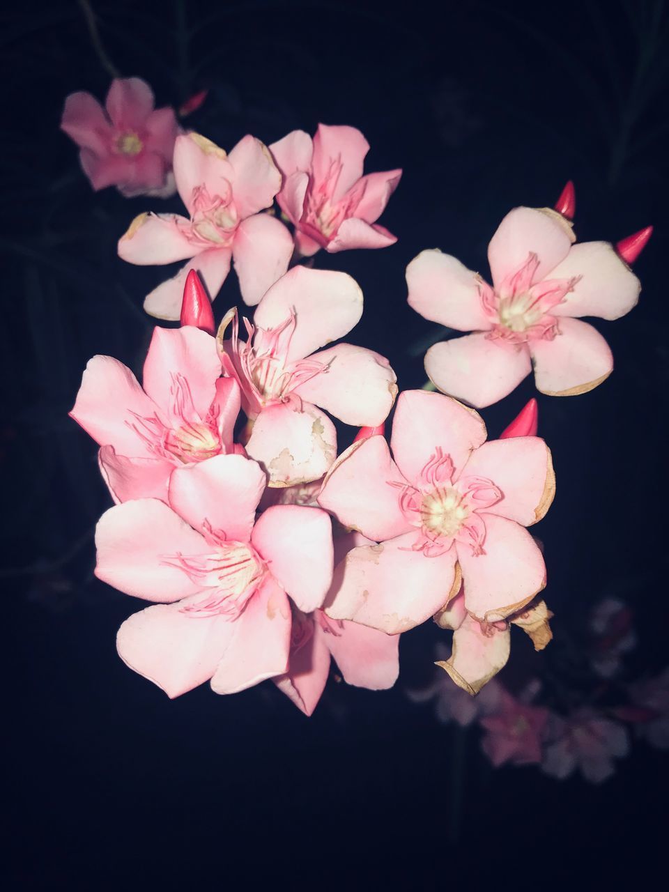 CLOSE-UP OF PINK CHERRY BLOSSOMS