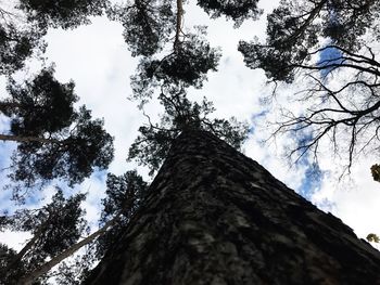 Low angle view of trees against sky