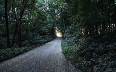 Road passing through forest