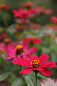 Close-up of insect on pink flower