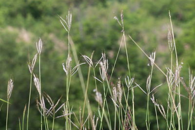 Close-up of dry grass on field