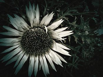 Close-up of flower blooming outdoors