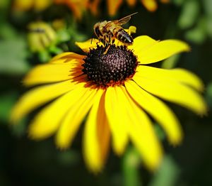 Close-up of honey bee on yellow flower