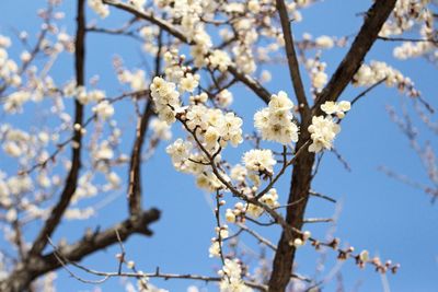 Low angle view of cherry blossoms against sky