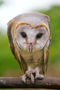 Close-up portrait of owl