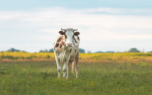 Horse in a field