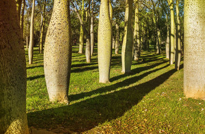 Trees in park