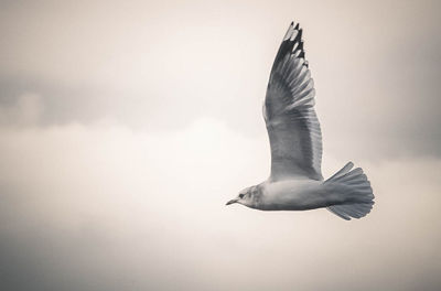 Low angle view of bird flying against sky