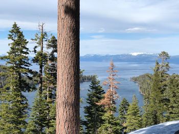 Pine trees in forest against sky