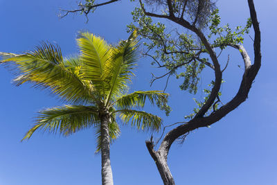 Low angle view of coconut palm tree against blue sky