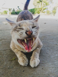 Close-up of cat yawning