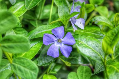 Close-up of purple flowering plant