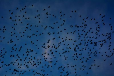 Flock of birds flying against sky