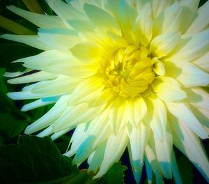 Close-up of yellow flower