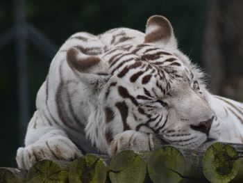 Close-up of tiger