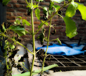 Close-up of green plant