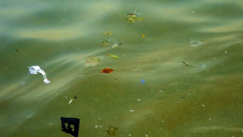 High angle view of fish swimming in water